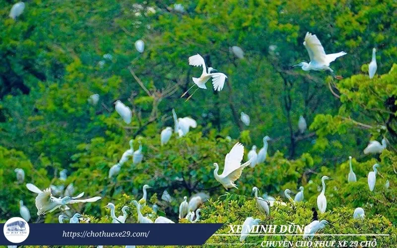 Cho thuê xe 29 chỗ đi Cà Mau tại TPHCM 34 Thuê xe đi Cà Mau tham quan Vườn cò Tư Sự