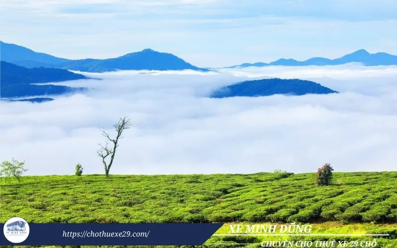 Lộ trình tham quan và giá thuê xe đi Đà Lạt 3 ngày 2 đêm mà bạn nên biết 15 Thuê xe đi Đà Lạt 3 ngày 2 đêm tham quan đồi chè Cầu Đất