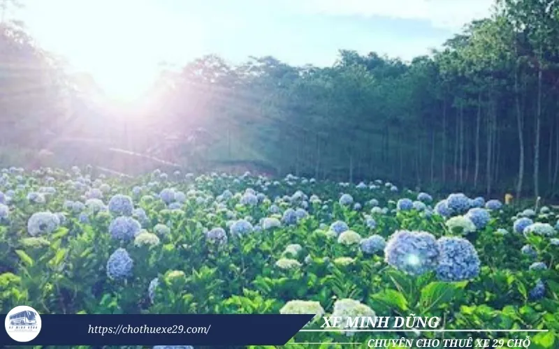 Lộ trình tham quan và giá thuê xe đi Đà Lạt 3 ngày 2 đêm mà bạn nên biết 16 Thuê xe đi Đà Lạt 3 ngày 2 đêm tham quan vườn hoa Cẩm Tú Cầu